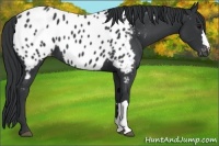 Horse Color:Black Near Leopard 