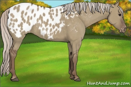 Horse Color:Silver Grullo Appaloosa 