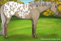Horse Color:Silver Grullo Appaloosa