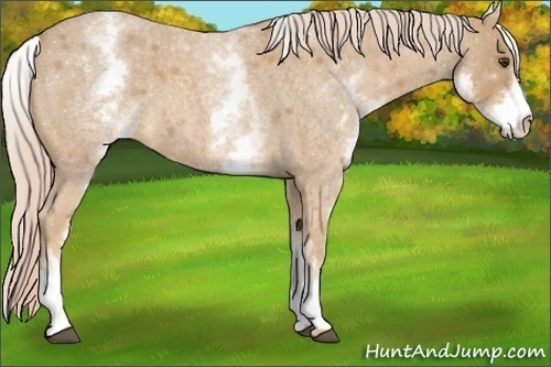 Horse Color:White Spotted Palomino Roan 