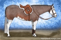 Horse Color:Bay Splash Appaloosa 