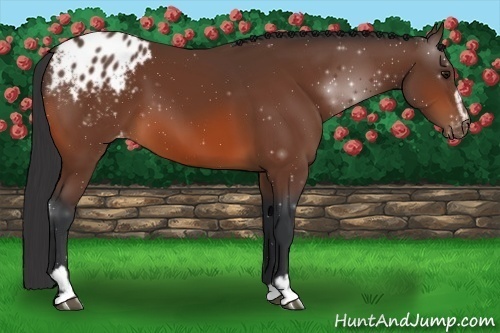 Horse Color:Bay Sabino Appaloosa 