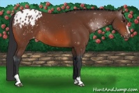 Horse Color:Bay Sabino Appaloosa