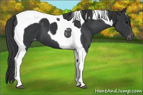 Horse Color:Black Tobiano Appaloosa 
