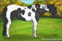 Horse Color:Black Tobiano Appaloosa