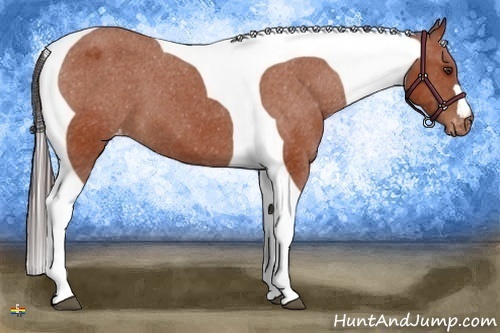 Horse Color:Bay Tobiano Appaloosa 