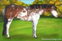 Horse Color:Brown Sabino