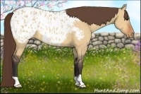 Horse Color:Bay Dun Appaloosa 