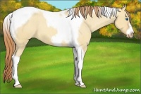 Horse Color:Gold Champagne Dun Tobiano Frame Appaloosa 