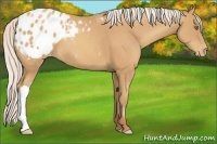 Horse Color:Silver Amber Champagne Appaloosa 