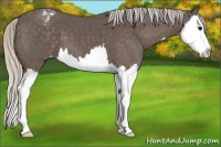 Horse Color:Silver Black Splash Appaloosa