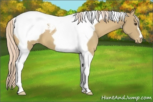 Horse Color:Palomino Tobiano Snowcap