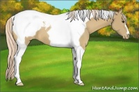 Horse Color:Palomino Tobiano Snowcap 