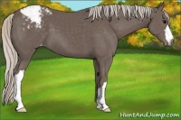 Horse Color:Silver Black Appaloosa 