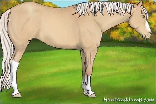 Horse Color:Silver Sable Champagne Varnish