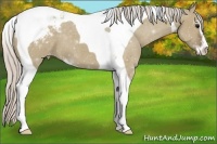 Horse Color:Silver Grullo Sabino Tobiano Appaloosa
