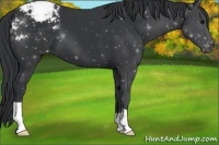Horse Color:Black Appaloosa 