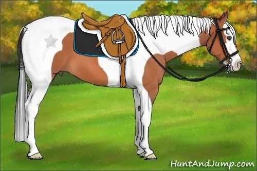 Horse Color:Bay Roan Splash Tobiano