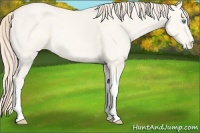 Horse Color:Smoky Creme Varnish