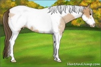 Horse Color:Buckskin Tobiano Frame Varnish 