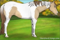 Horse Color:Amber Cream Champagne Tobiano Varnish 
