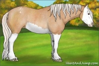 Horse Color:Silver Bay Splash Appaloosa Rabicano 