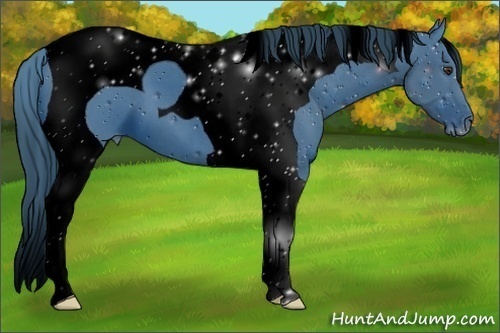 Horse Color:ERROR: UNKNOWN ANOMALY