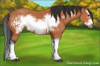Horse Color:Bay Splash Frame  and Bay Splash Frame 