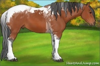 Horse Color:Bay Sabino Tobiano