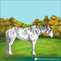 Horse Color:Liver Chestnut Sabino