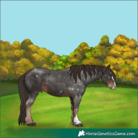Horse Color:Liver Chestnut Sabino