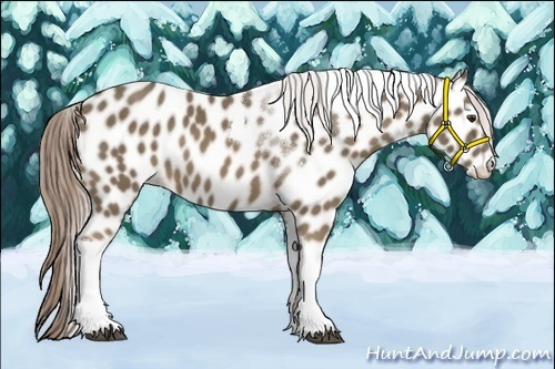 Horse Color:Chocolate Palomino Tobiano Appaloosa 