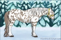 Horse Color:Chocolate Palomino Tobiano Appaloosa 