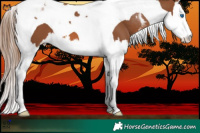 Horse Color:Chestnut Splash Tobiano