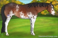 Horse Color:White Spotted Brown 