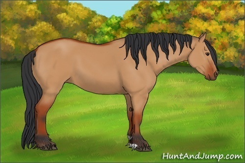 Horse Color:Bay Dun 