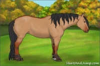 Horse Color:Bay Dun