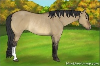 Horse Color:Brown Dun Rabicano 