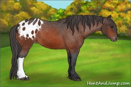 Horse Color:Bay Appaloosa 