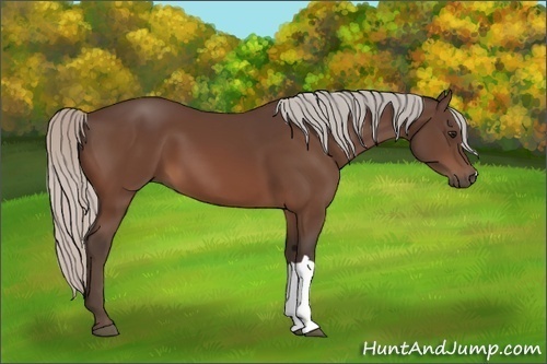 Horse Color:Silver Bay 