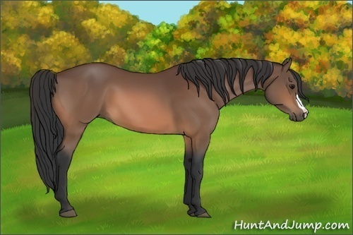 Horse Color:Bay 