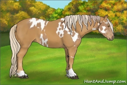 Horse Color:Palomino Appaloosa and Palomino
