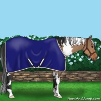 Horse Color:White Spotted Bay Dun