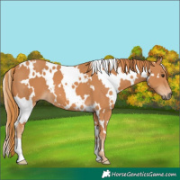 Horse Color:White Spotted Chestnut 