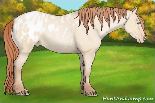 Horse Color:Buckskin Pearl Dun Blanket 