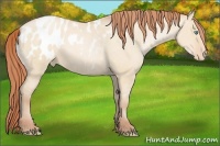 Horse Color:Buckskin Pearl Dun Appaloosa 