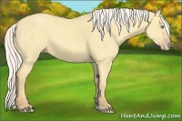 Horse Color:Silver Classic Cream Champagne Dun