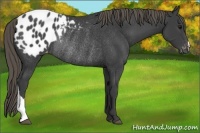 Horse Color:Smoky Black Appaloosa Rabicano
