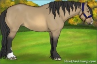 Horse Color:Buckskin Dun 
