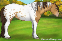 Horse Color:Gray Amber Cream Champagne Tobiano Appaloosa 